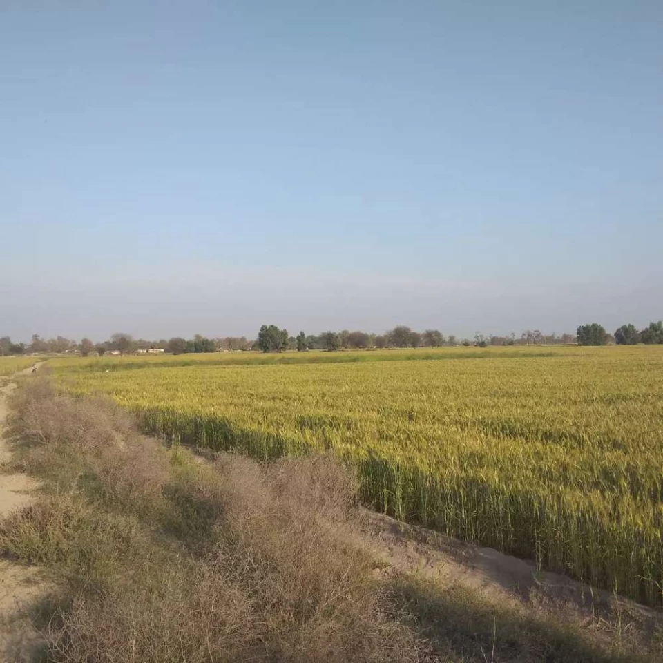 1 ACRE plot army alloted NEAR head Muhammad wala and multan