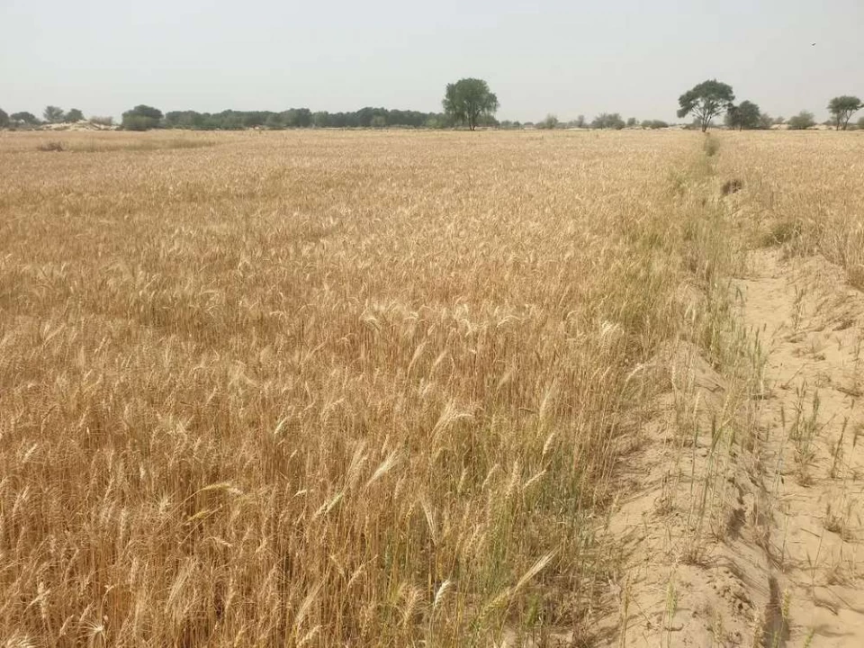 20 Acers Malkiyati Raqba, Mouza NawazAbad, Tehsil Bahawalpur Saddar