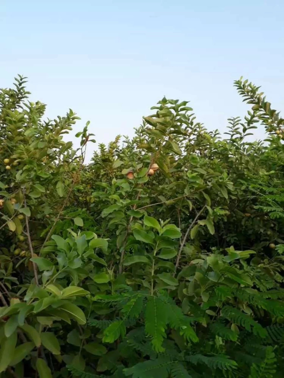 Fruit farm for sale